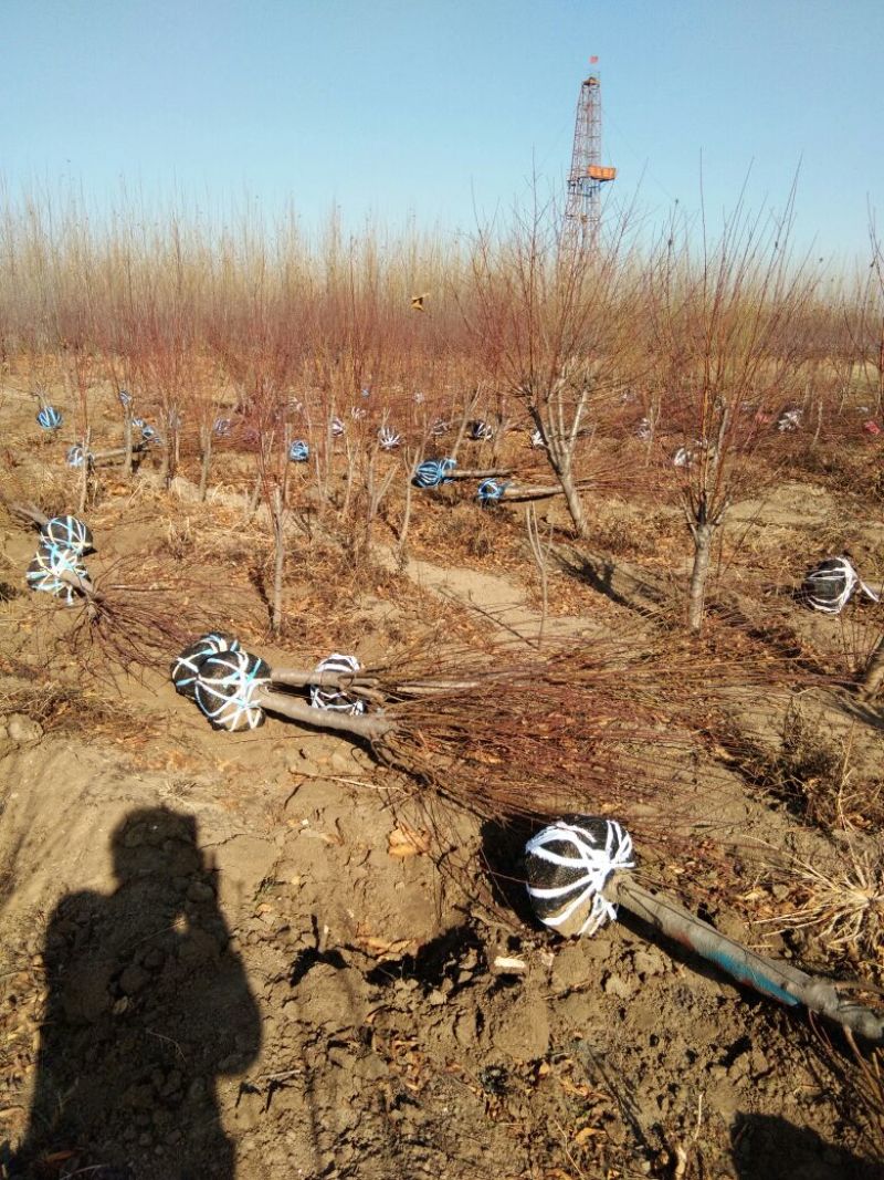 红叶碧桃，山东红叶碧桃基地，红叶碧桃育苗推广中心