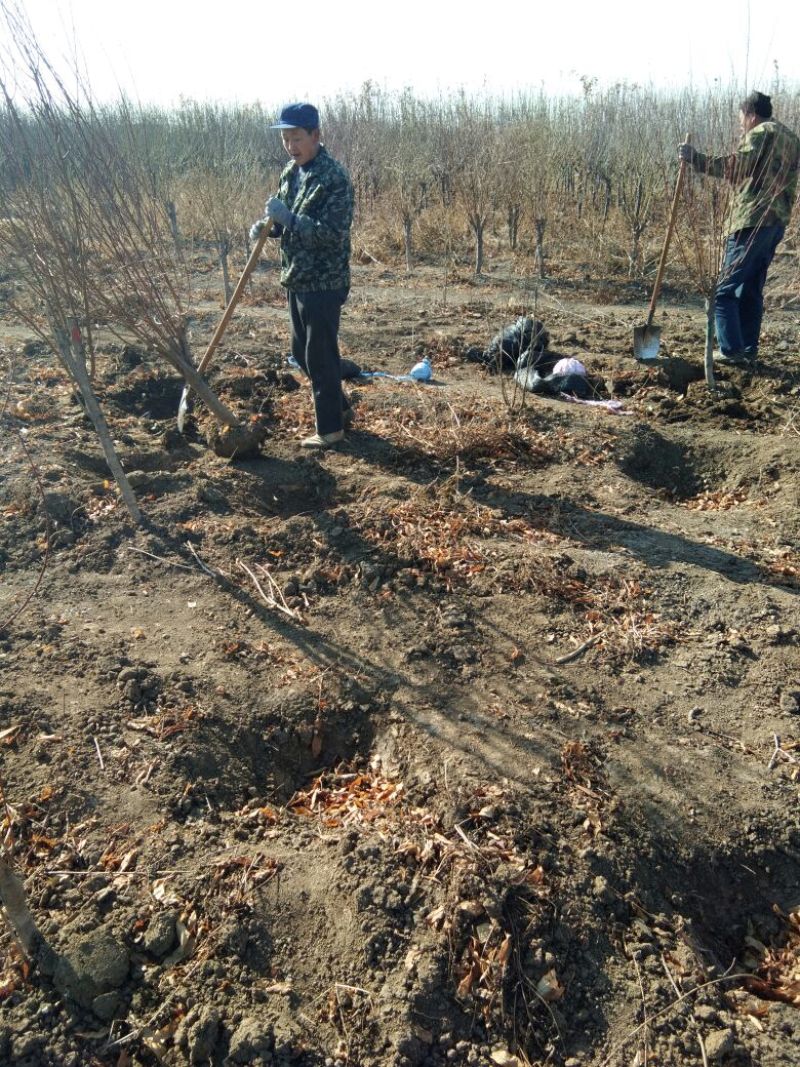 红叶碧桃，山东红叶碧桃基地，红叶碧桃育苗推广中心