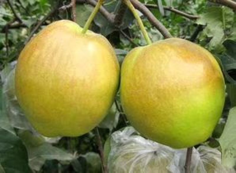 批发隰县玉露香梨75一80#18颗装