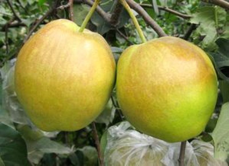 批发隰县玉露香梨75一80#18颗装