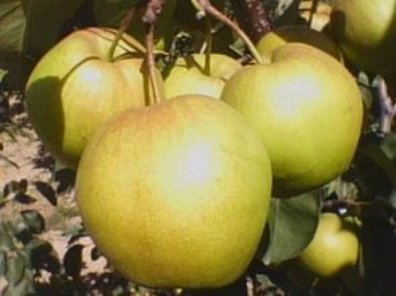 批发隰县玉露香梨75一80#18颗装