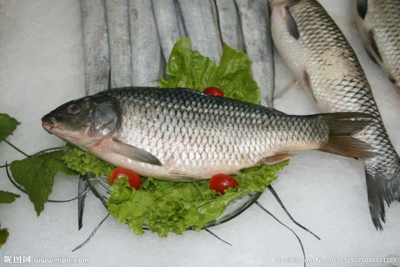 池鲤鱼食用2~3公斤
