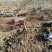 红叶碧桃，菊花碧桃，龙柱碧桃，碧桃，桃树