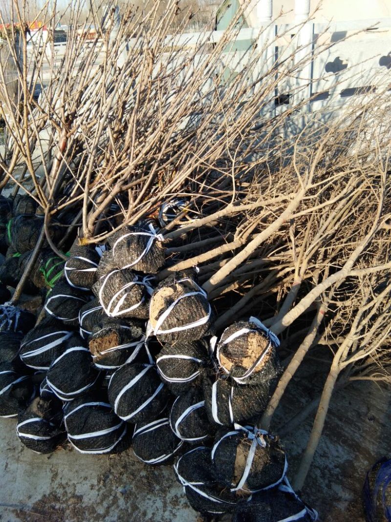 石榴树石榴树苗石榴树苗基地泰山红石榴树苗3公分石榴树