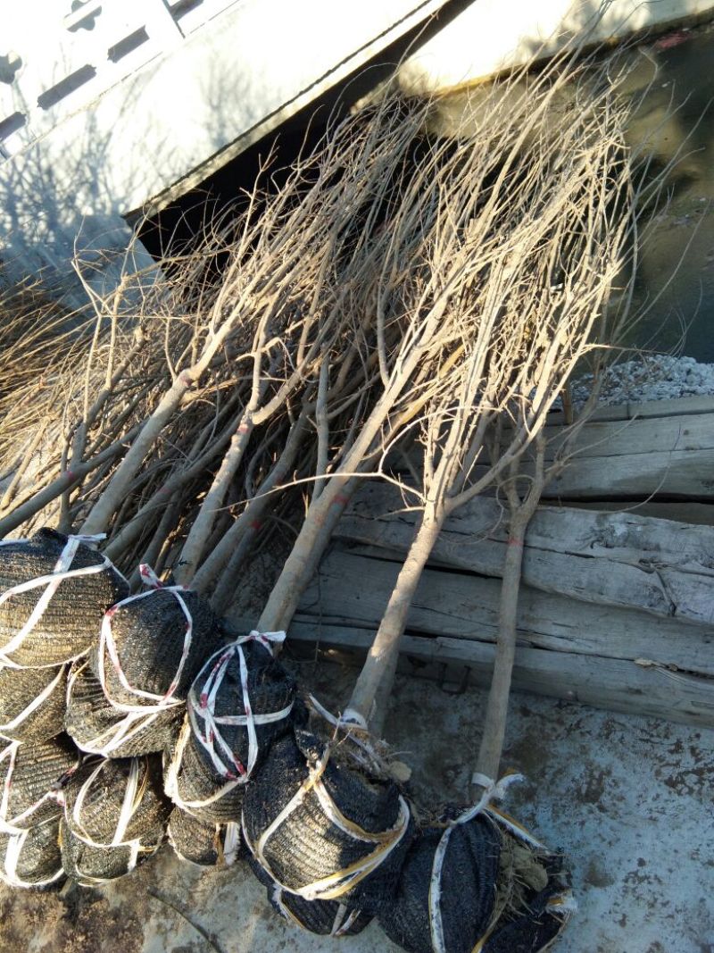 石榴树石榴树苗石榴树苗基地泰山红石榴树苗3公分石榴树