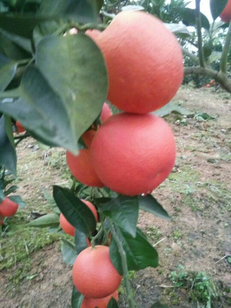 血橙橙子四川塔罗科血橙一件代发量大从优保质保量
