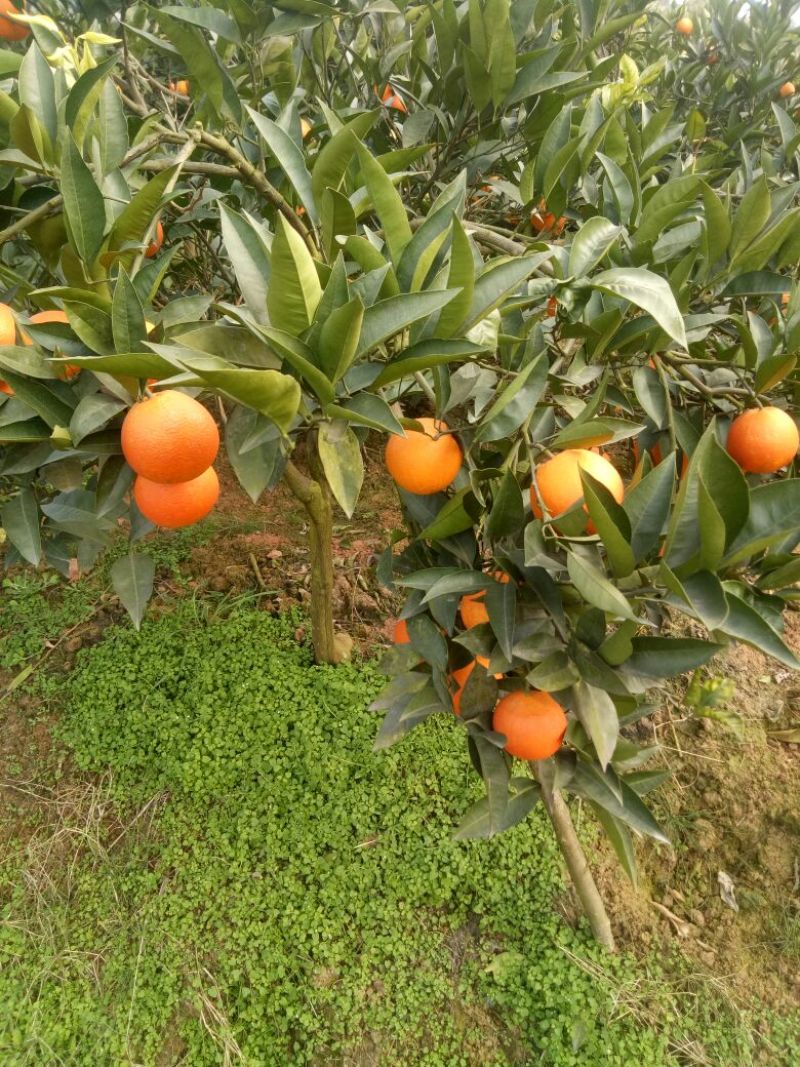血橙橙子四川塔罗科血橙一件代发量大从优保质保量
