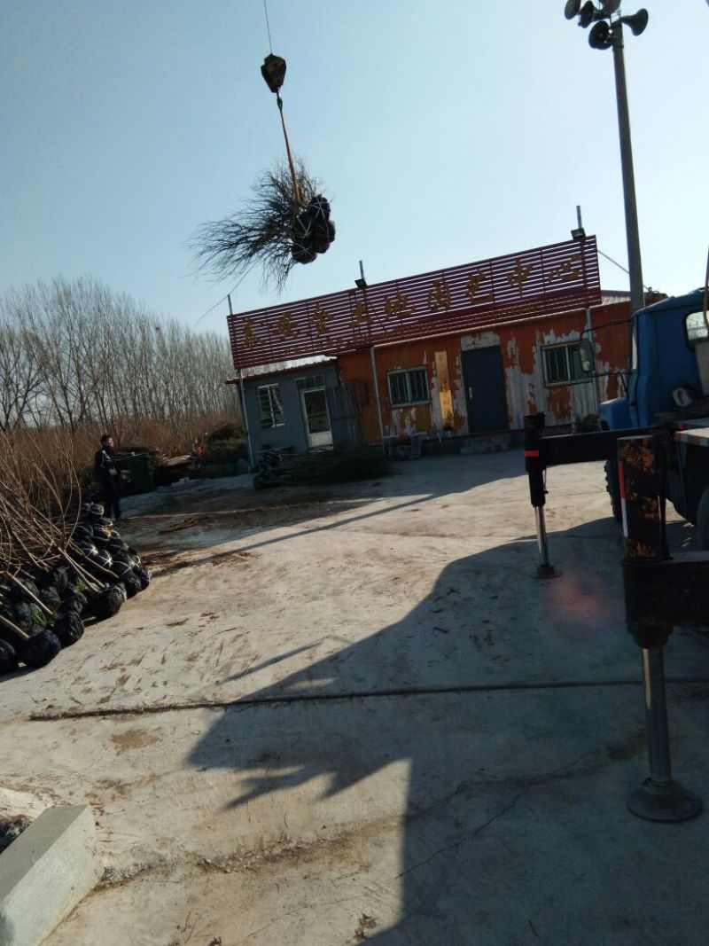 石榴苗1~3年石榴树苗:石榴苗:泰山红石榴苗:石榴树苗