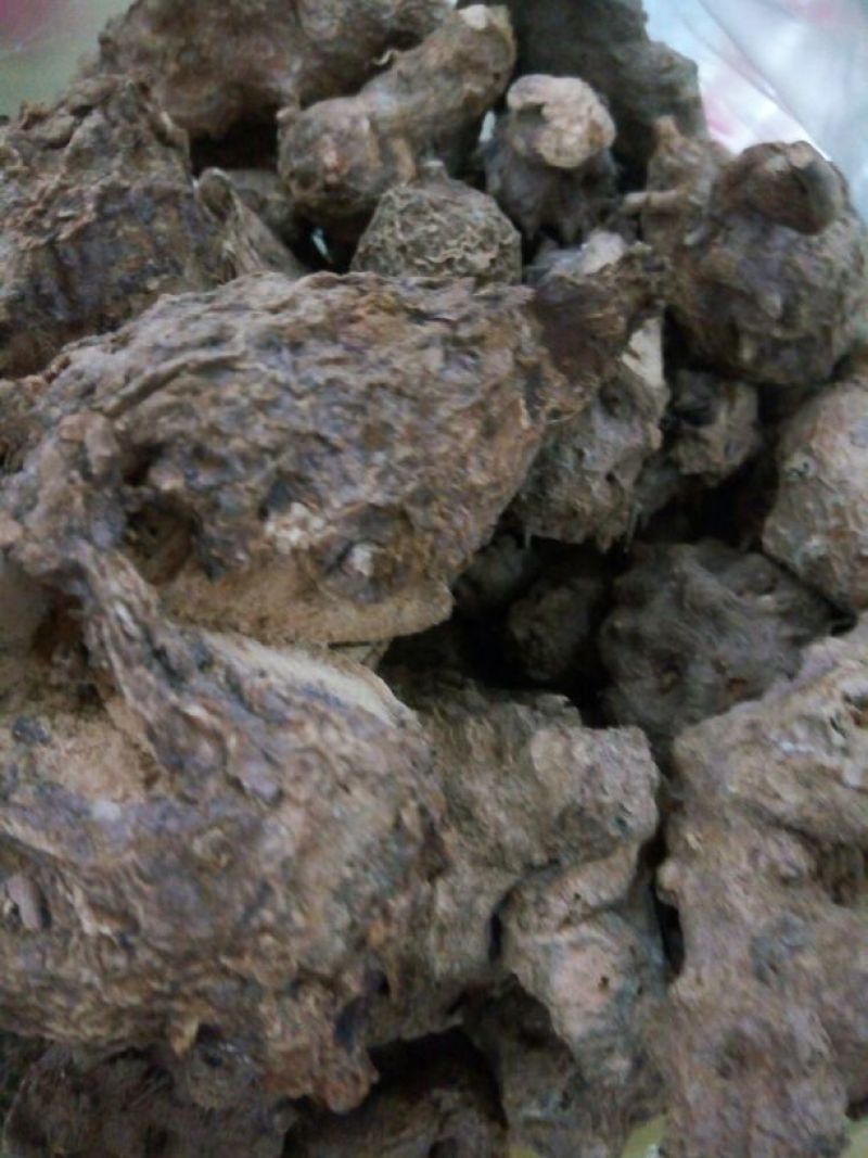 海金沙粉状