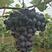 夏黑葡萄苗30cm以下1年，基地直发一手货源。