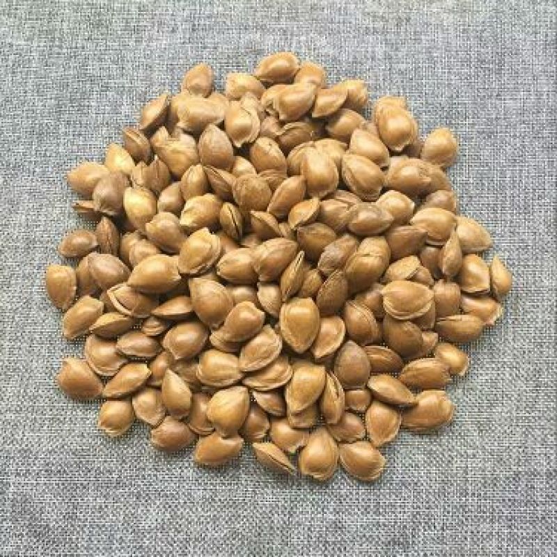 杏仁一箱5斤包邮