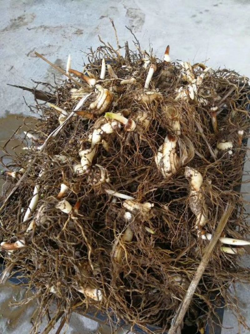 白芨种苗40~50cm