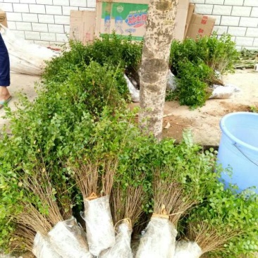 马甲子20~30cm