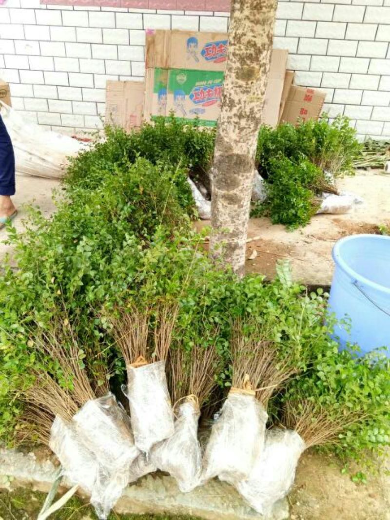 马甲子20~30cm
