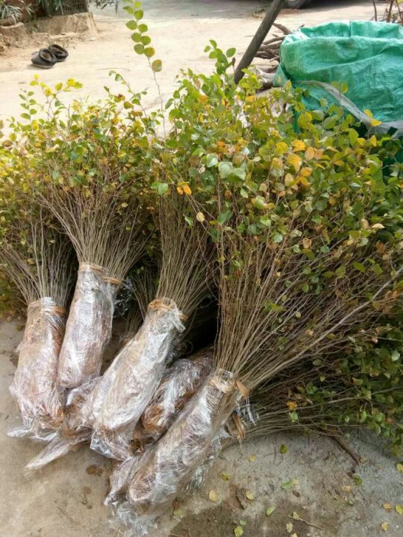 马甲子20~30cm