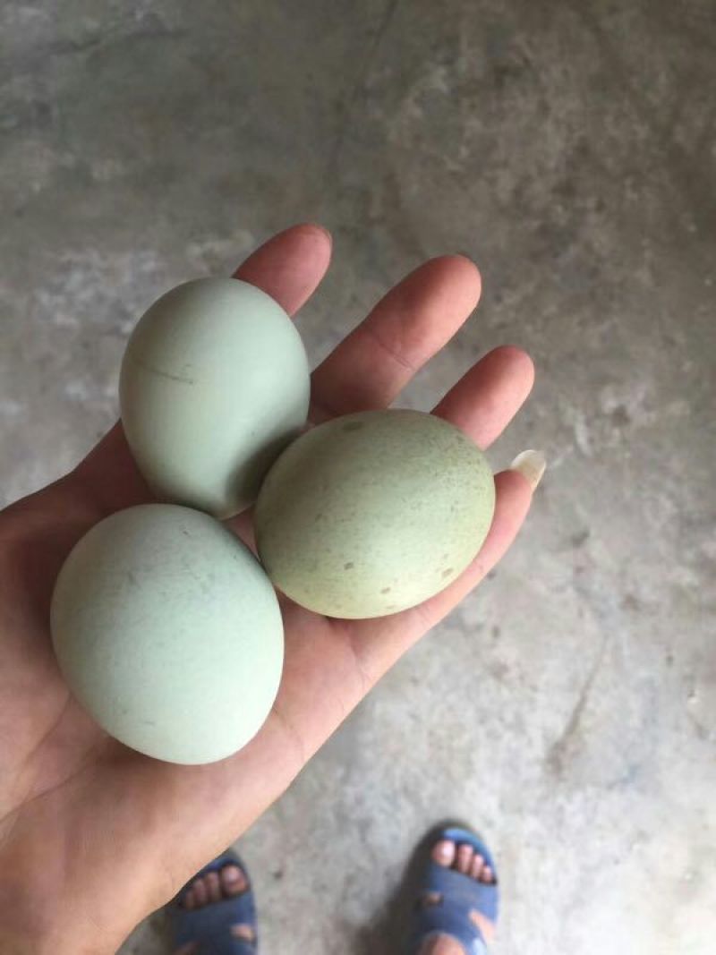 土鸡苗35~45克出壳苗通货