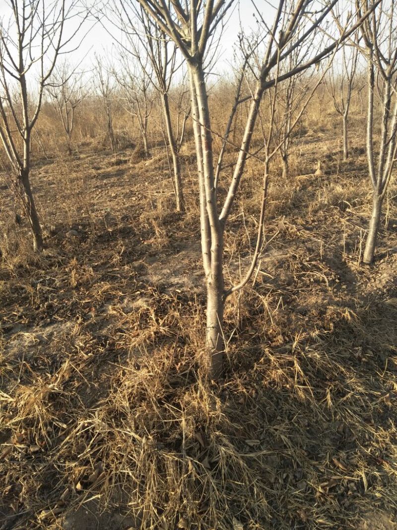 樱桃树10cm以下