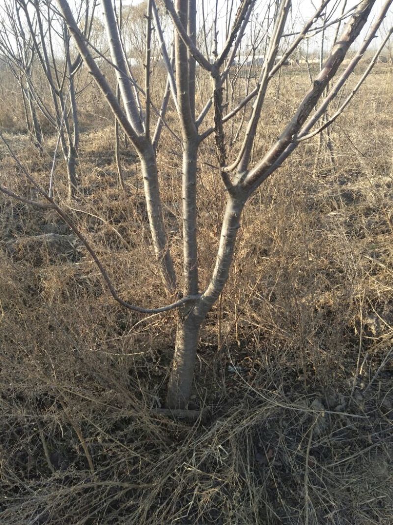 樱桃树10cm以下