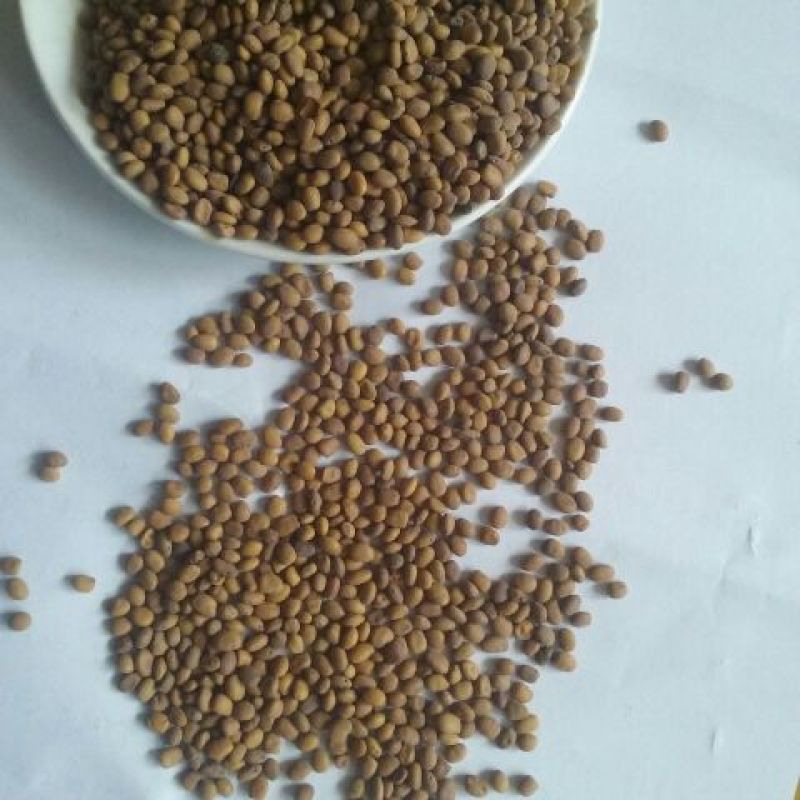 苦豆子内蒙1公斤起批无硫无添加不包邮只做正品