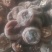 柿饼1~2两