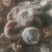 柿饼1~2两
