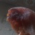 柿饼1~2两
