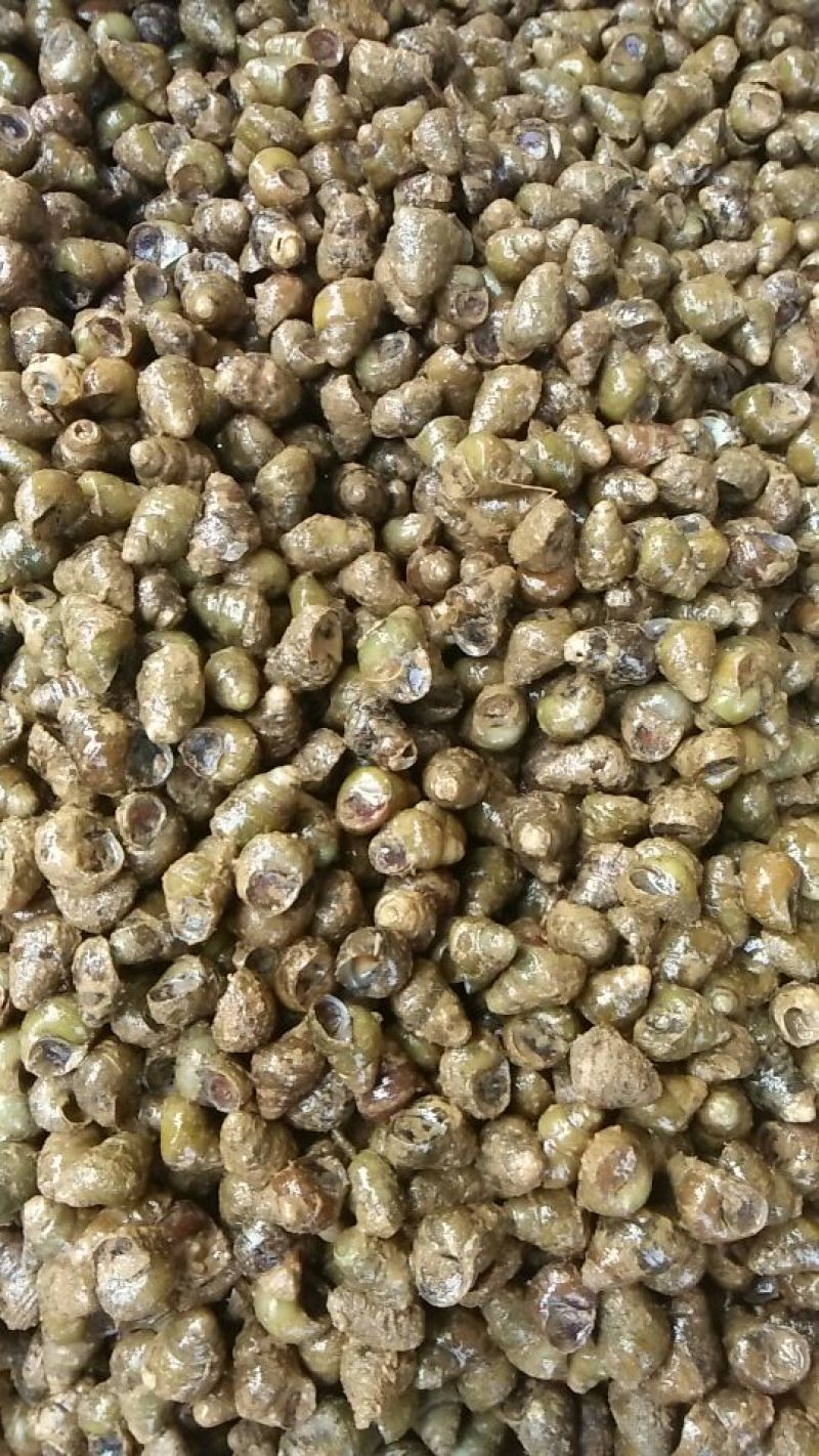 螺蛳食用鲜活，各种规格都有