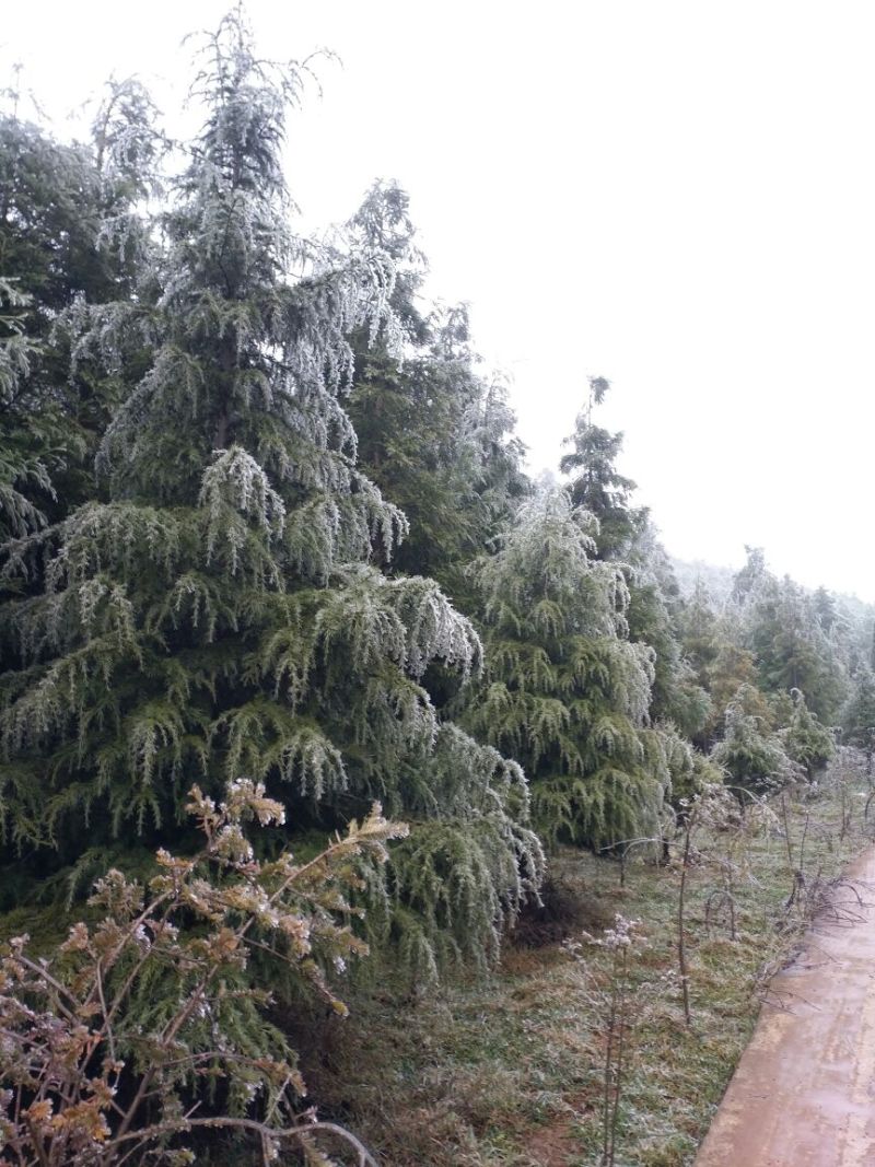 雪松14~16cm