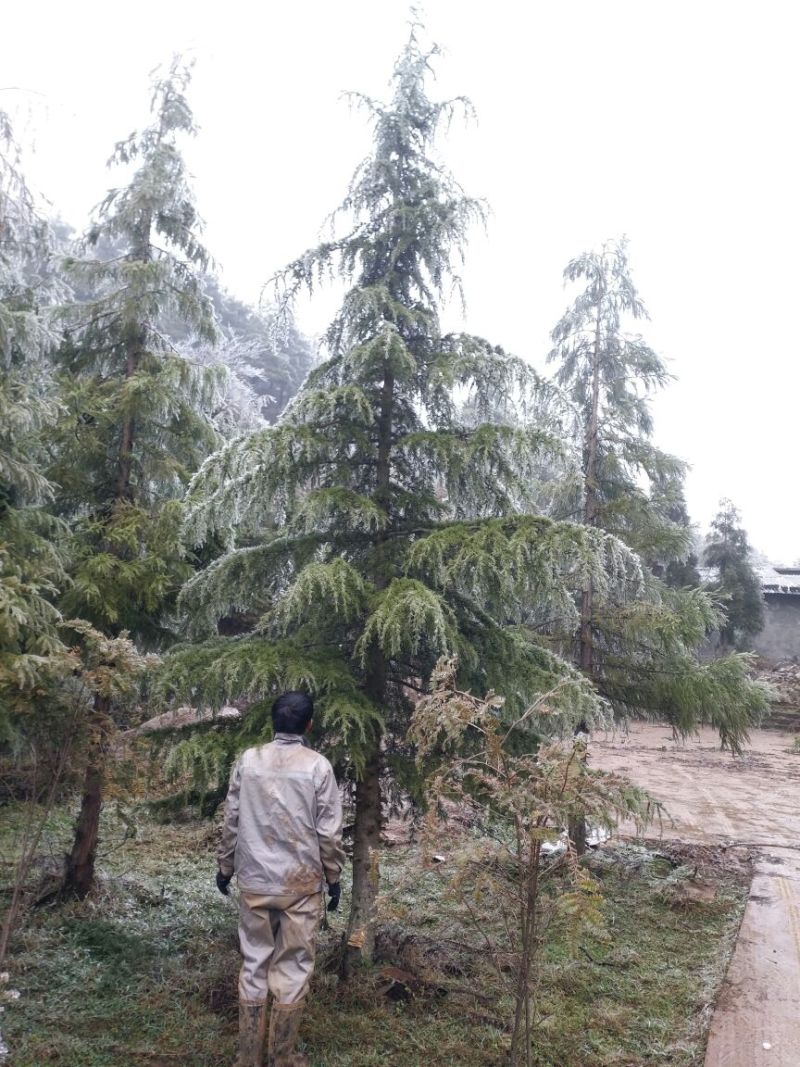 雪松14~16cm