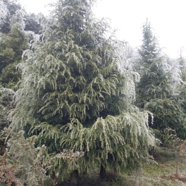 雪松14~16cm