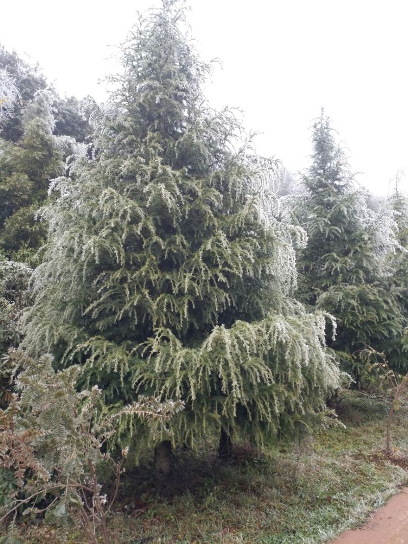 雪松14~16cm