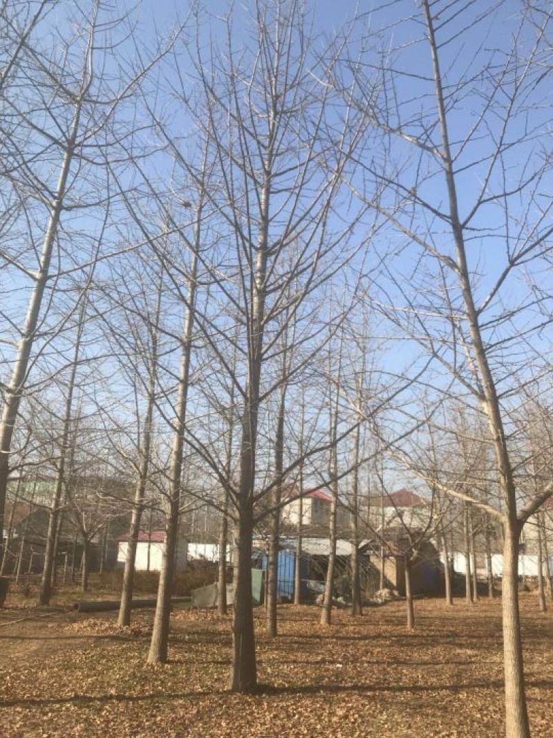 银杏实生树1~2米16~18cm2.5~3米