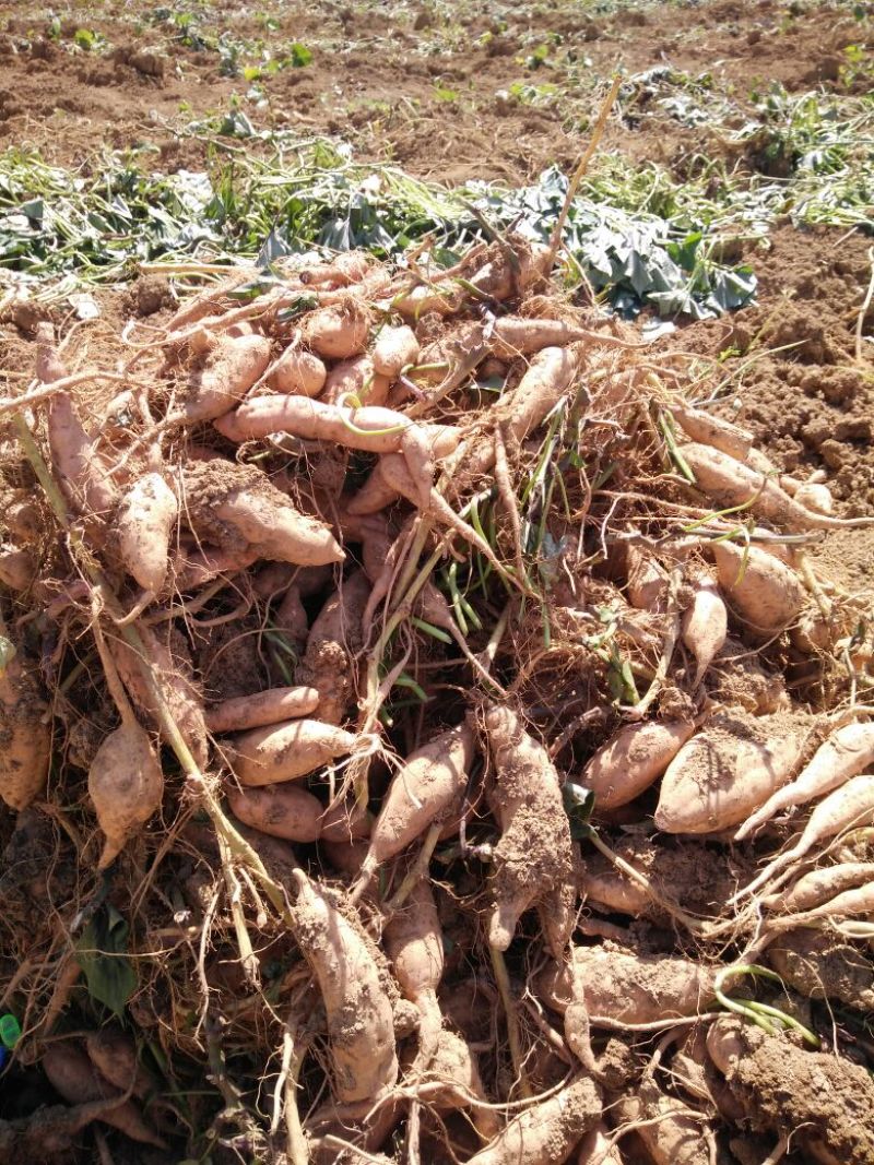 红薯小红薯红心1两以上