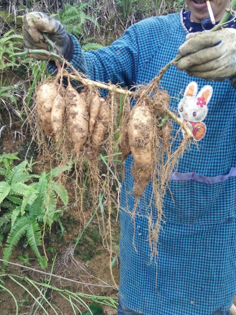 红薯小红薯红心1两以上
