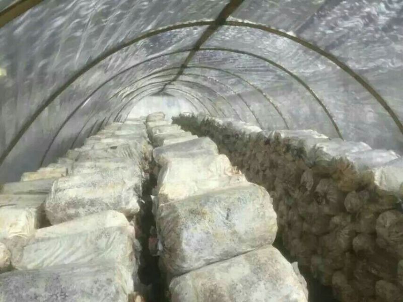 菌棒