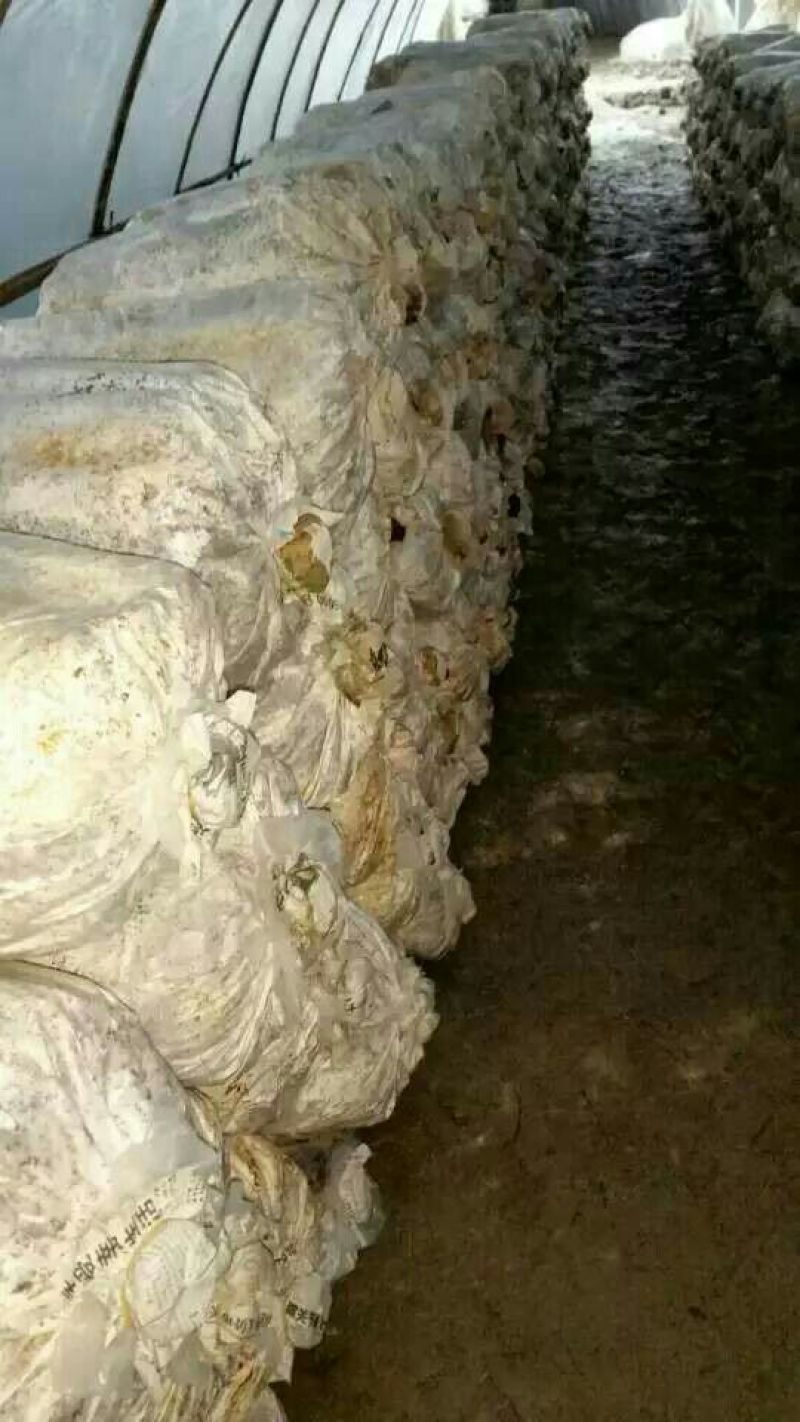 菌棒