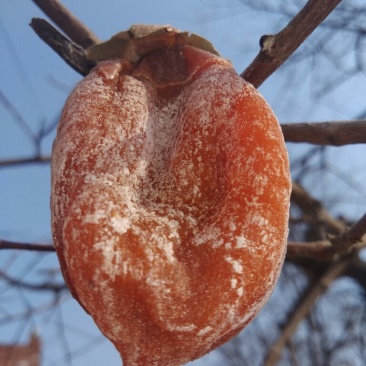 柿饼1~2两