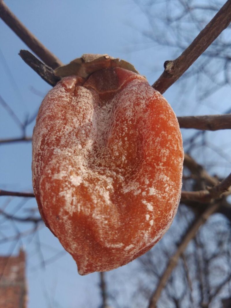 柿饼1~2两