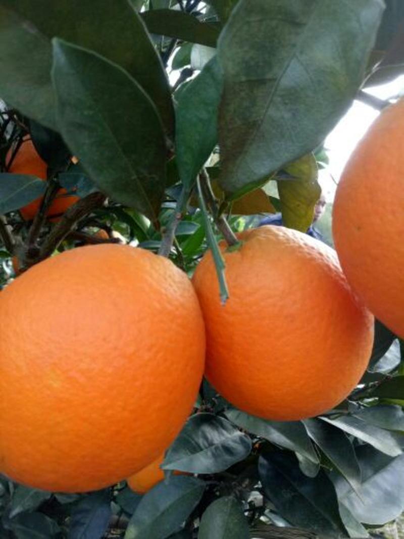脐橙长虹脐橙，秭归脐橙口感甜，果面干净鲜地头收购一手货
