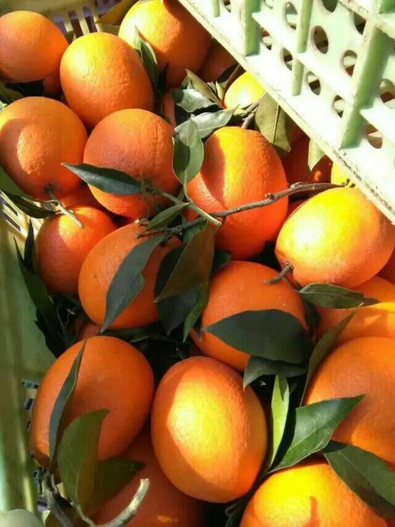 脐橙长虹脐橙，秭归脐橙口感甜，果面干净鲜地头收购一手货