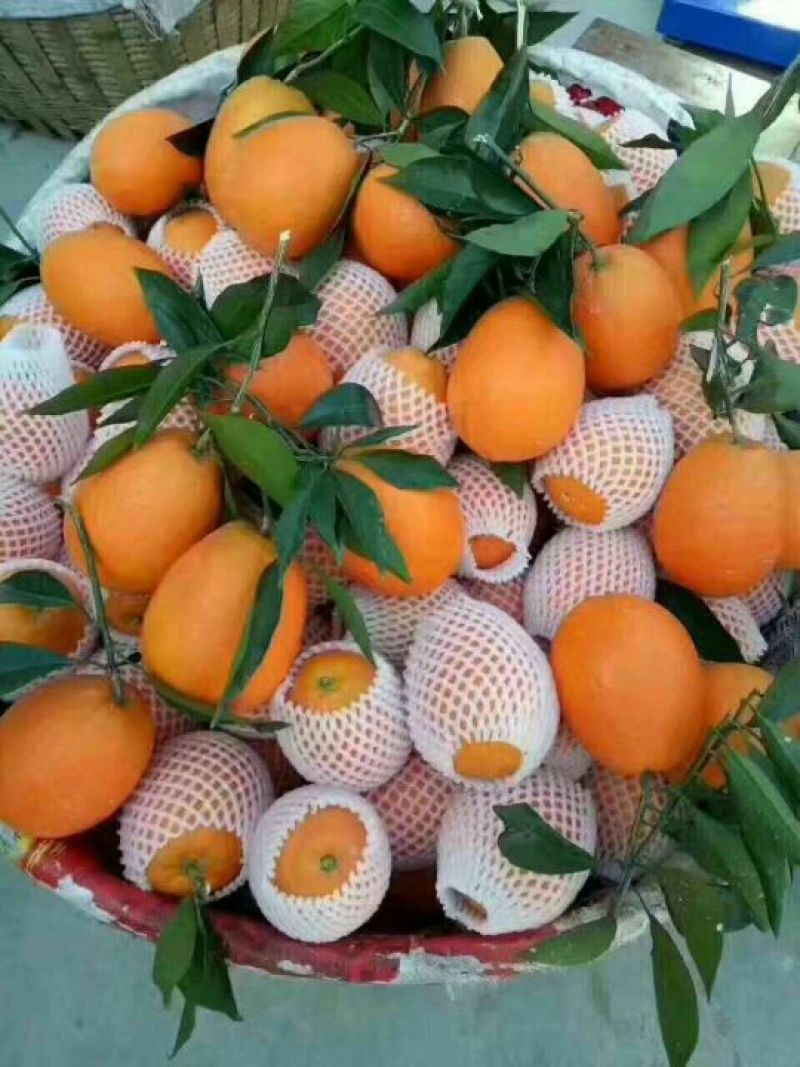 脐橙长虹脐橙，秭归脐橙口感甜，果面干净鲜地头收购一手货