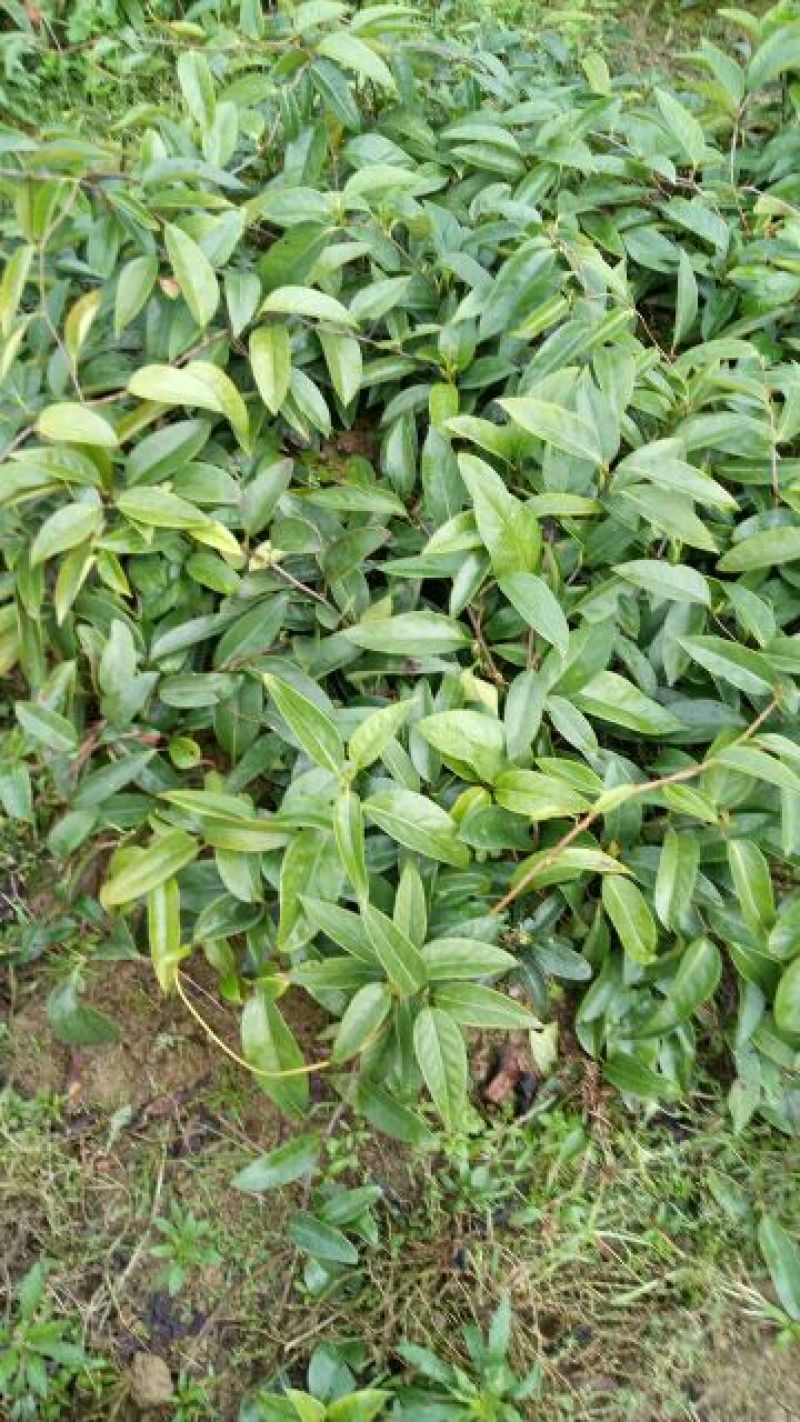 布福娜树苗30~50cm