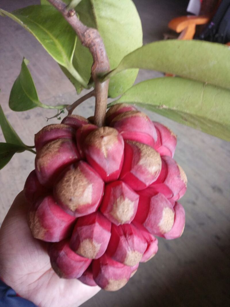 布福娜树苗30~50cm