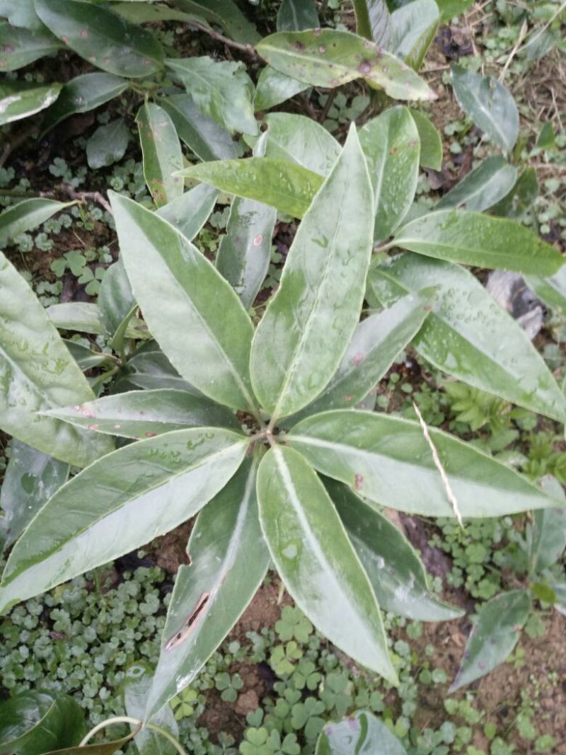 布福娜树苗30~50cm