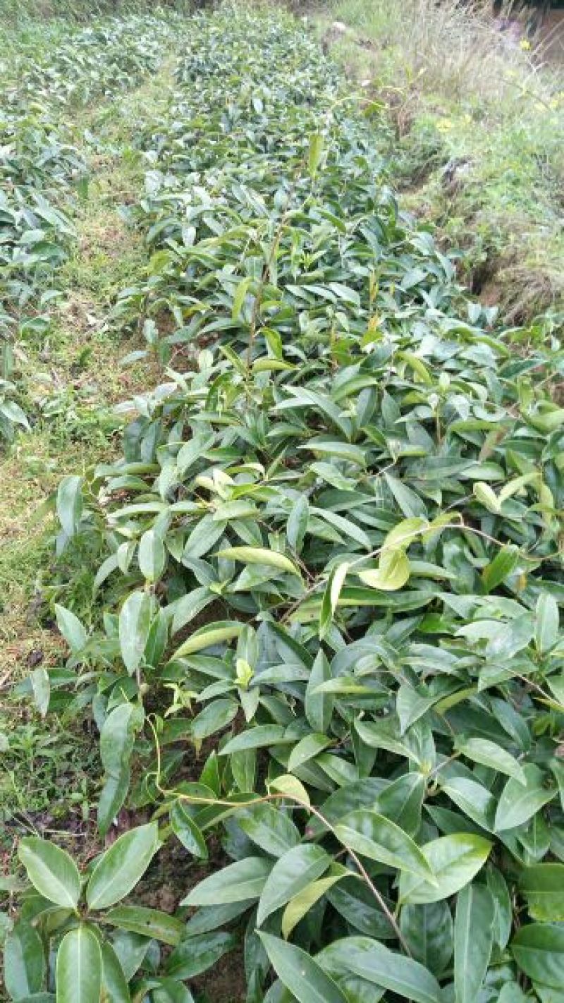 布福娜树苗30~50cm