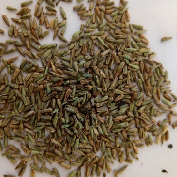 牛膝种子