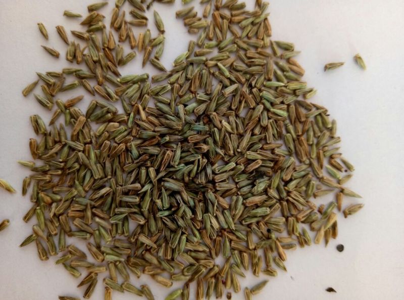 牛膝种子