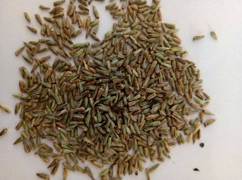 牛膝种子