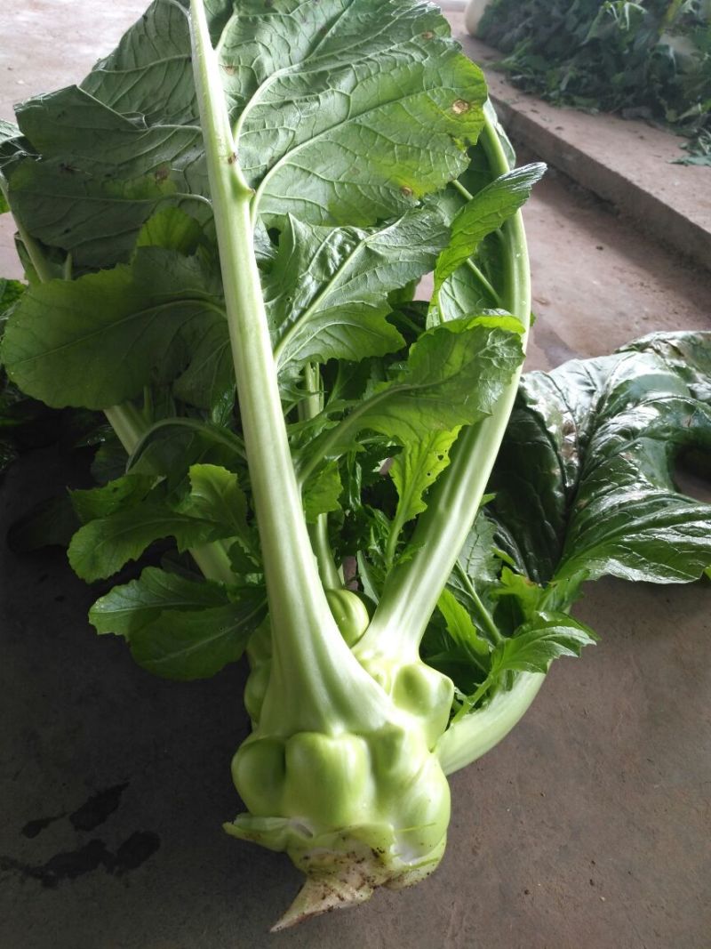 榨菜4两以上