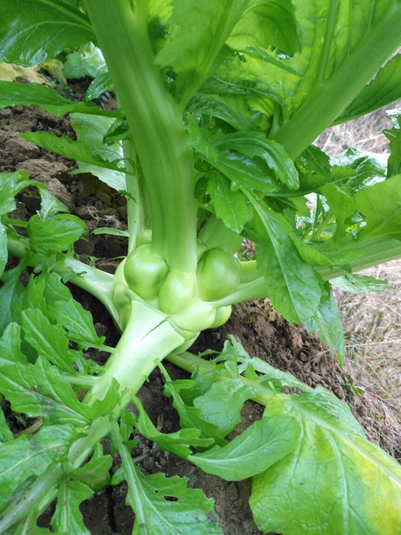 榨菜4两以上